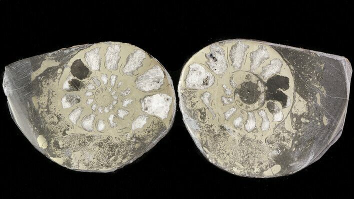 Pyritized Ammonite Fossil Pair #48088